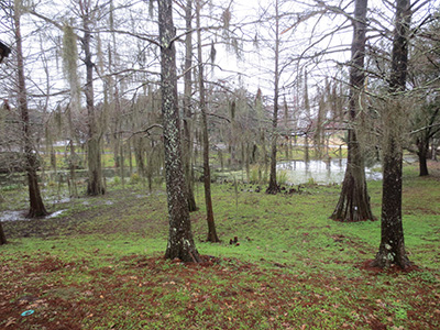 wet land trees